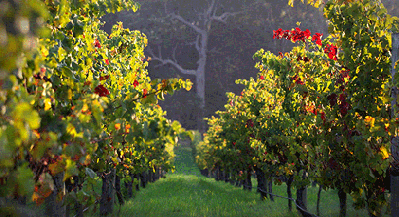 Deep Woods Estate Vineyards